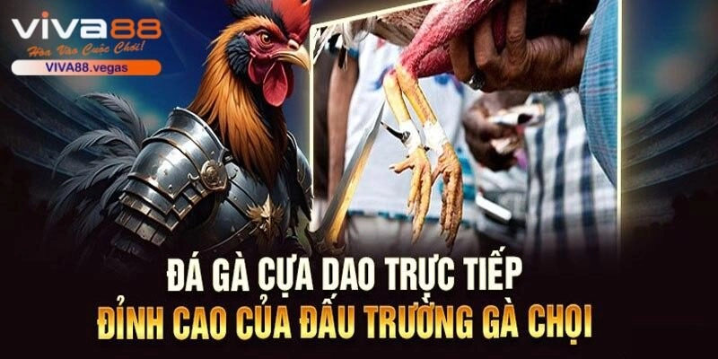 Đặt cược đơn giản khi xem trực tiếp chọi kê cựa dao