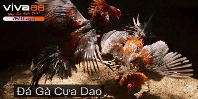 Các chiến kê sử dụng vũ khí bằng cựa dao sắc bén