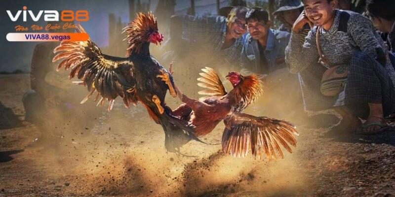 Thi đấu chọi gà cựa sắt với các trận đấu nghẹt thở