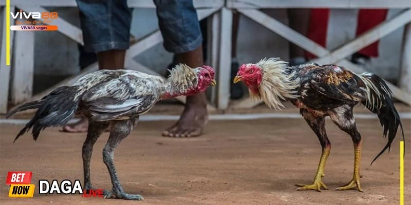 Luật đá gà Thomo